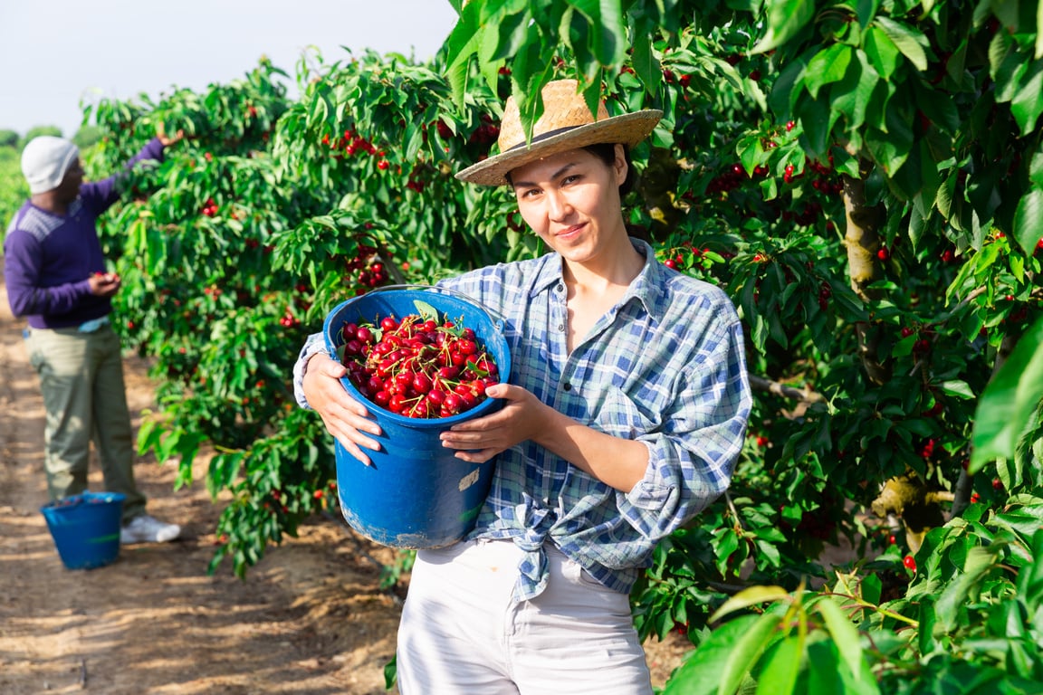 workers working at the cherry farm